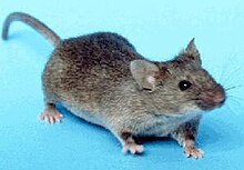 [Image: 220px-House_mouse.jpg]