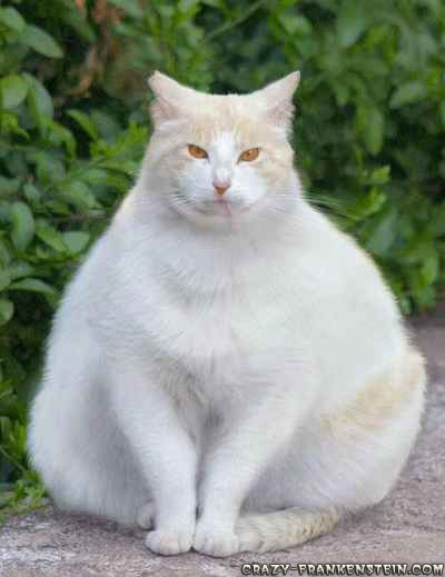 [Image: white-fat-cat.jpg]