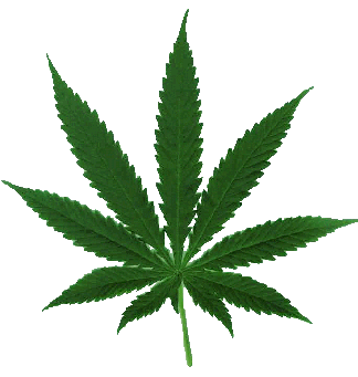 [Image: marijuana_leaf.gif]