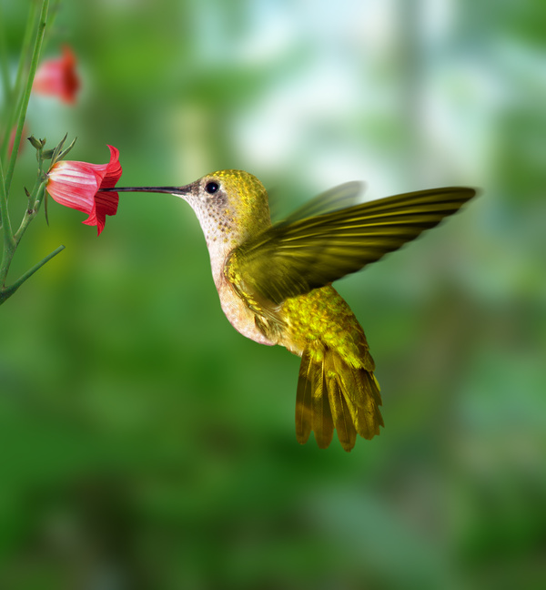 [Image: hummingbird-picture.jpg]