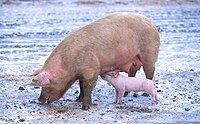 [Image: 200px-Sow_with_piglet.jpg]