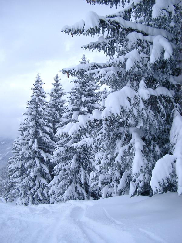 [Image: snowy_trees1969.jpg]