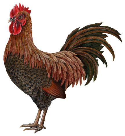 [Image: rooster.jpg]