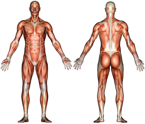 [Image: blank-muscle-anatomy.jpg]